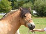 Les chevaux